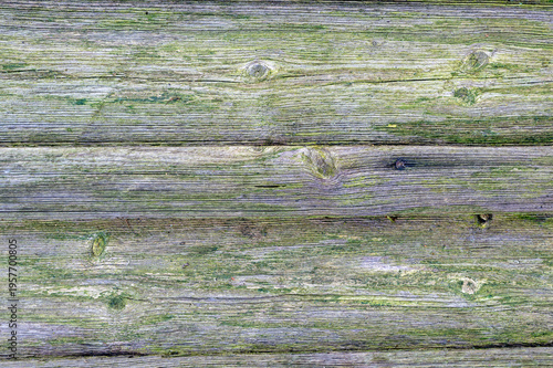 Weathered wooden planks with natural green moss, rustic texture background with organic pattern, aged surface for design use, eco and natural material concept