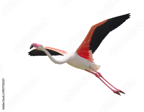 white stork isolated on white background