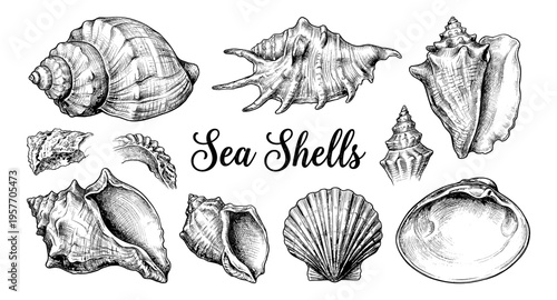 Collection of detailed hand-drawn sea shells and marine life illustrations