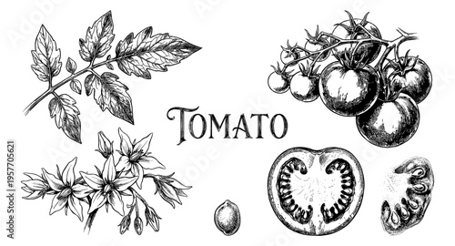 Detailed botanical illustration of a tomato plant's life cycle and fruit