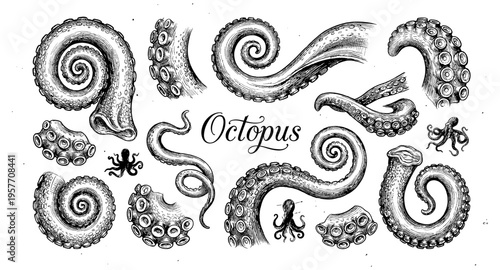 Vintage illustration of various octopus tentacles and suction cups in a detailed sketch style