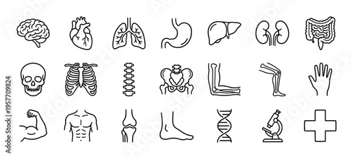 Large set of black line icons representing human anatomy, internal organs, bones, and medical symbols for healthcare and science concepts in a minimalist outline style
