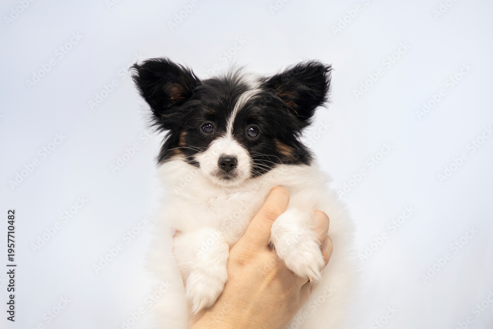 Fototapeta premium Person holding a tiny Papillon puppy against the sky