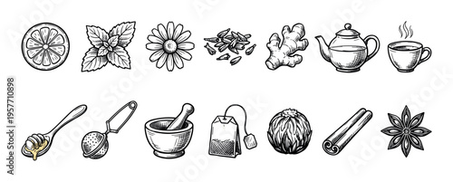 Hand-drawn sketch illustration set of tea ingredients including lemon, mint, chamomile, ginger, cinnamon, and star anise with a teapot, cup, and accessories in a vintage engraving style