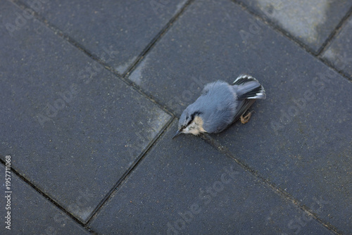 Dead small gray bird on dark pavement seen from above