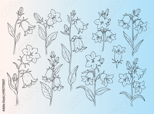 Handdrawn bluebell and lily of the valley flower illustrations set