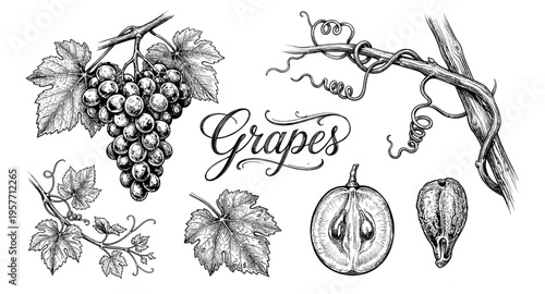 Vintage botanical illustration of grapes, leaves, and vine elements in black and white