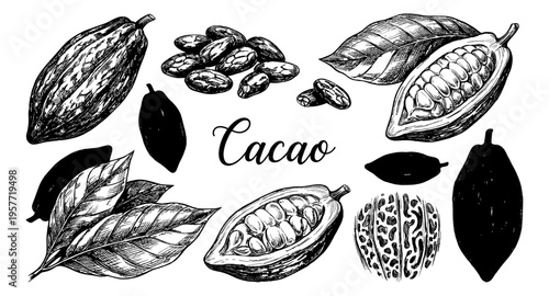 Hand-drawn illustration of cacao pods, beans, and leaves with the word Cacao
