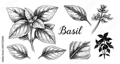 Detailed botanical illustration of basil plant leaves and flowers in vintage sketch style