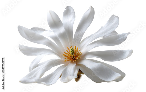 White star magnolia flower in full bloom with delicate petals and soft elegant form perfect for floral design and botanical art isolated on transparent background PNG
