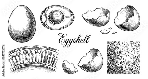 Detailed scientific illustration of an egg and its components in a vintage sketch style