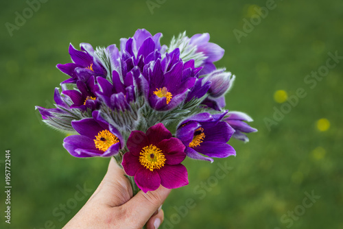 Foto Woman s hand holding a bouquet of delicate purple pasque flowers with bright yel