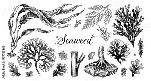 Detailed botanical illustration of various types of seaweed and marine algae