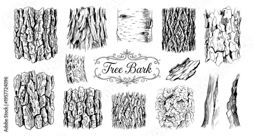 Collection of detailed hand-drawn tree bark textures and patterns in black and white