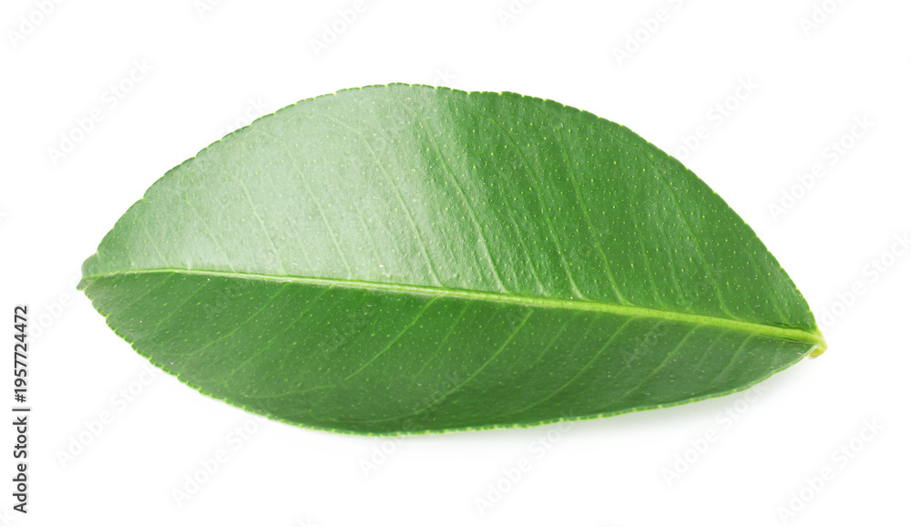 Obraz premium One leaf of citrus plant isolated on white