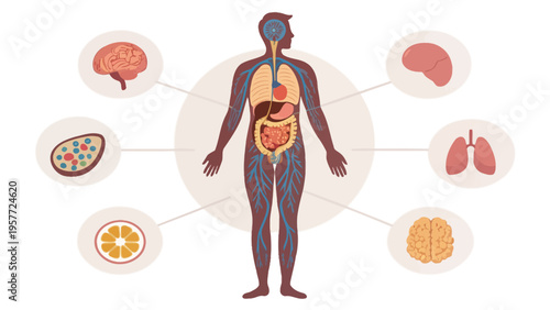 Anatomical illustration of the human body with various organs and systems highlighted