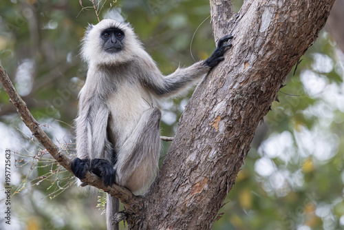 View of a gray langur monkey, perched on a rough-textured tree branch, its black face contrasting with its pale fur in Bandhavgarh, Madhya Pradesh, India.