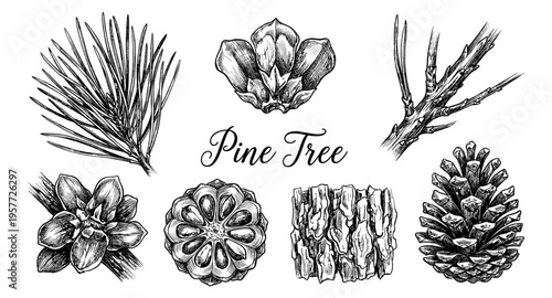 Detailed botanical illustration of pine tree elements including needles, cones, and bark