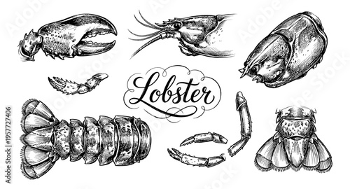 Detailed hand-drawn illustration of various lobster body parts and the word lobster