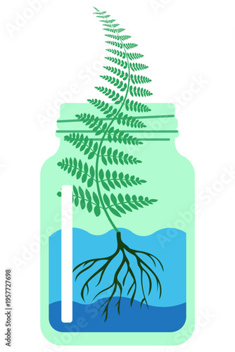 Green fern plant growing in a glass jar with water and visible roots