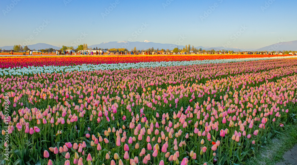 Fototapeta premium Fields of tulips at the Skagit Valley Tulip Festival