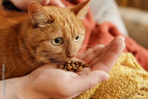 фотографія Ginger cat eating kibble from hand close up pet feeding at home care