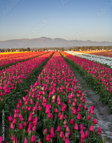 Fields of tulips at the Skagit Valley Tulip Festival