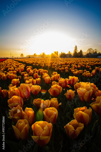 Fields of tulips at the Skagit Valley Tulip Festival
