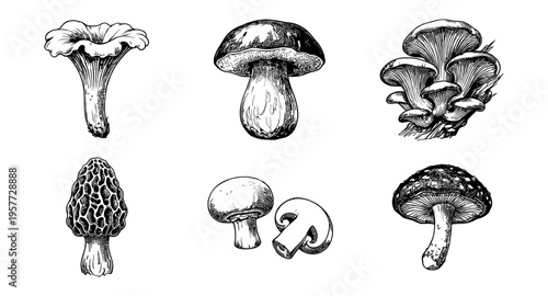 Collection of six distinct mushroom species illustrated in a vintage botanical drawing style