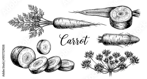 Detailed hand-drawn illustration of a carrot, its slices, and flower in vintage sketch style