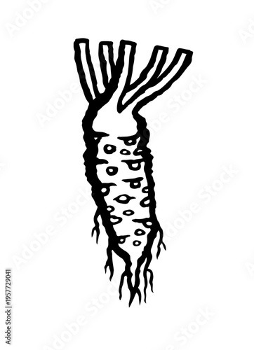 Hand Drawn Wasabi Root. Ink black hand drawn line illustration on white background.