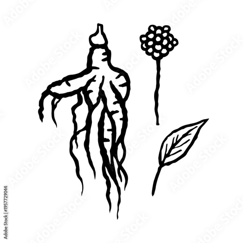 Ginseng root with leaf and flower. Ink black hand drawn line illustration on white background.