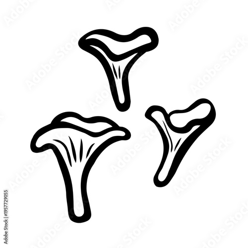 Chanterelle mushrooms set. Ink black hand drawn line illustration on white background.