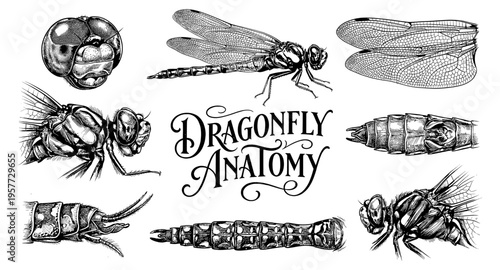 Detailed scientific illustration of dragonfly anatomy with various body parts shown