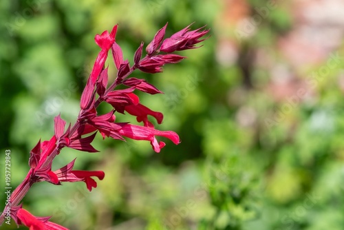 Close up of roseleaf sage (salvia involucrata) flowers in bloom