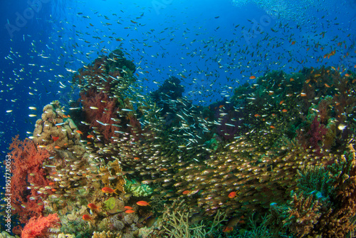 Colorful scene of a frenetic reef area somewhere in the Red Sea.