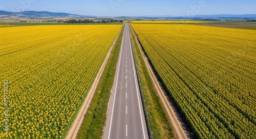 Endless Sunflowers Stretch Towards Horizon Along Open Country Road