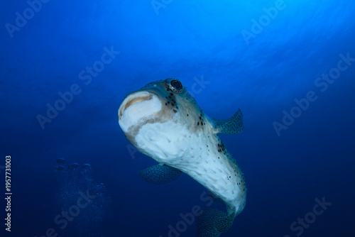 Foto Close-up of a curious spiny pufferfish in the middle of the ocean, observing
