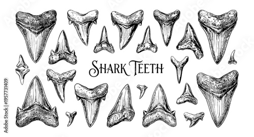 Collection of various shark teeth illustrations in a vintage sketch style