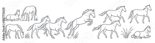 Collection of various horse poses, including running, jumping, and grazing, depicted in a detailed line art style, perfect for educational and design projects, isolated on white.