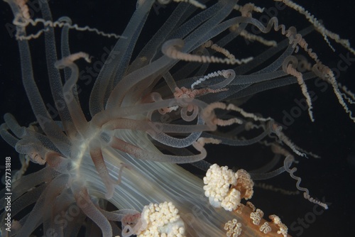 Fotografie Close-up of Alicia Miliabilis tentacles in the North Atlantic marine night, in its marine habitat