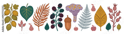 Large set of vintage hand drawn botanical forest illustrations featuring berries mushrooms acorns and autumn leaves for seasonal nature design and scrapbooking isolated on white background
