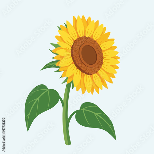 Sunflower Illustration with Green Leaves.