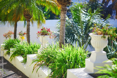 Tableau sur toile Sunny tropical garden with palm trees, lush green plants, and decorative flower pots in Tenerife, Canary Islands, Spain