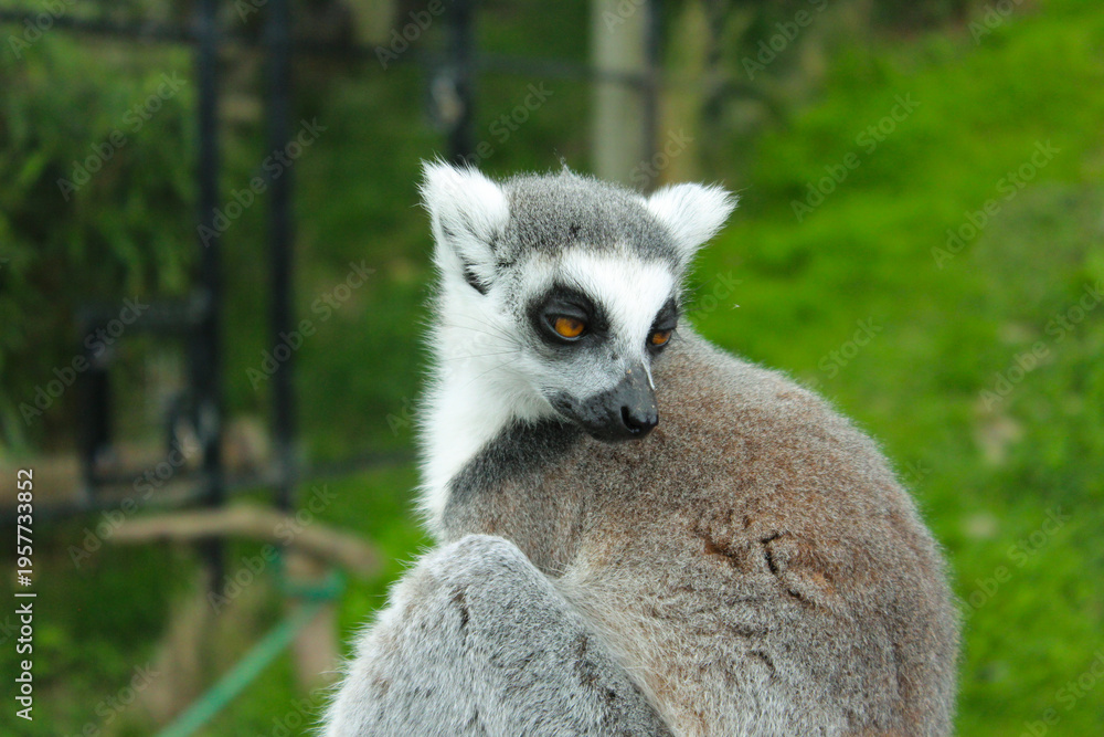 Fototapeta premium A ring tailed lemur looks over their shoulder