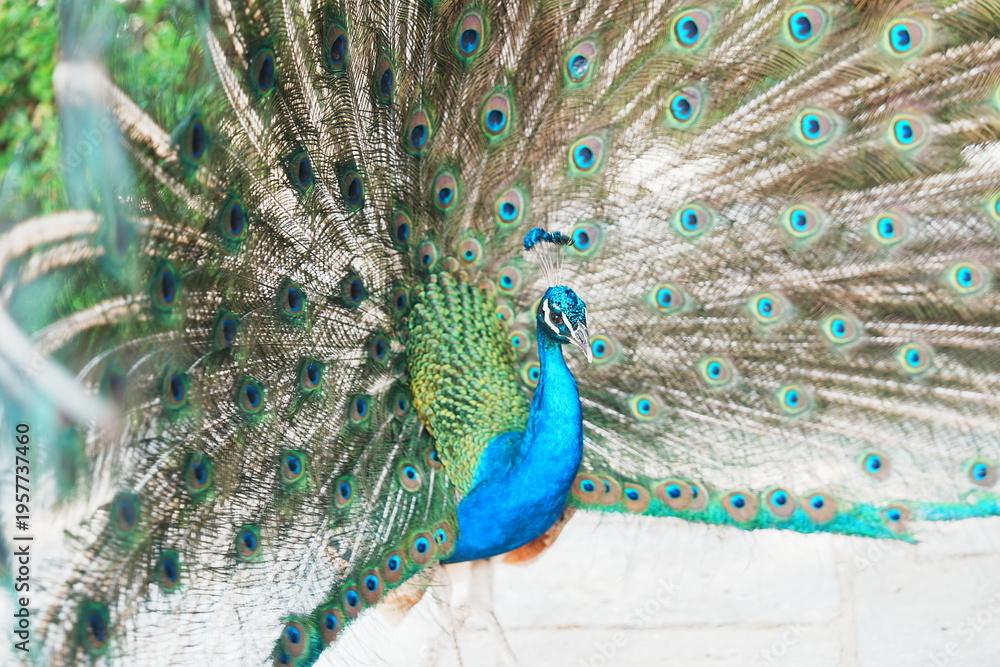 Fototapeta premium peacock with feathers out