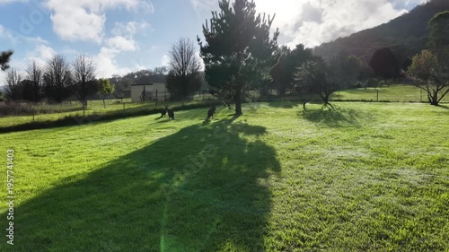 Kangaroos in the garden, morning sun NSW