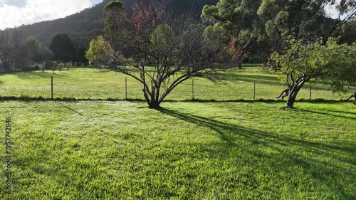Kangaroos in the garden, morning sun NSW