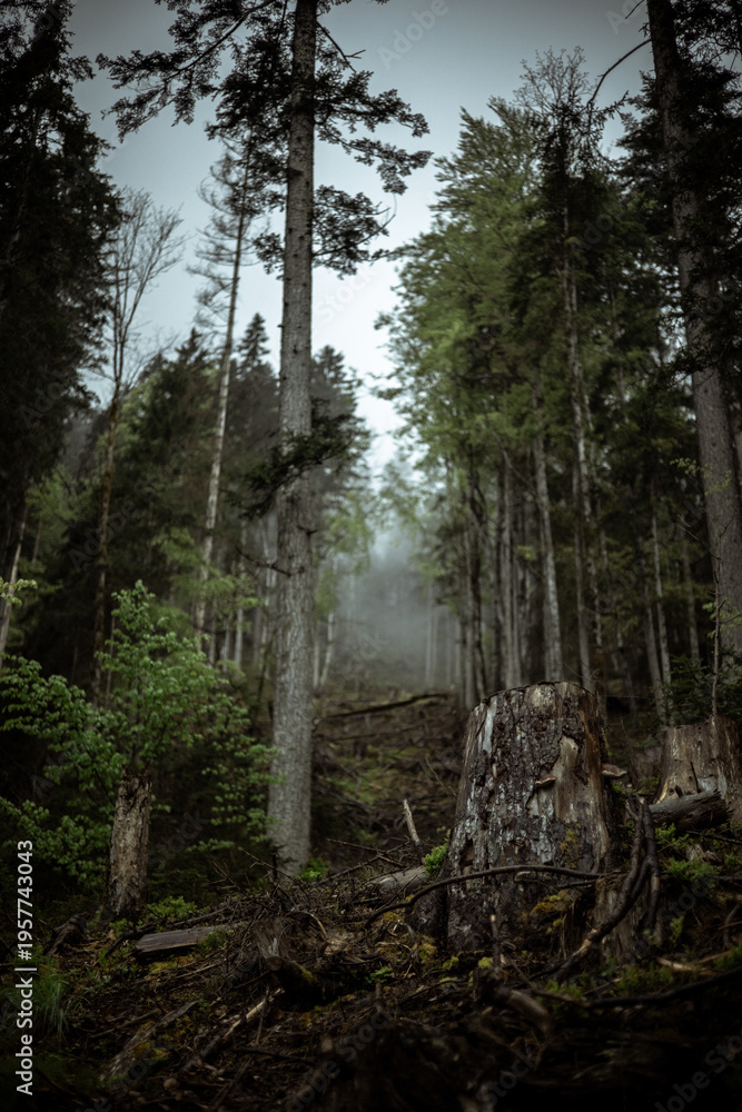 Fototapeta premium Foggy forest hillside with tree stumps after logging 