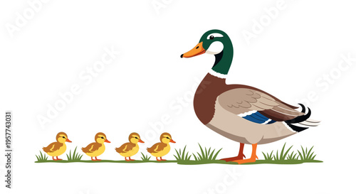 Mallard Duck With Baby Ducklings.